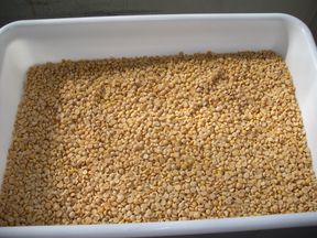 Soja descascada Soja descascada